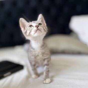 Louie -  Domestic Short Hair Cat for Adoption in Tustin, California - Louie | PetCurious