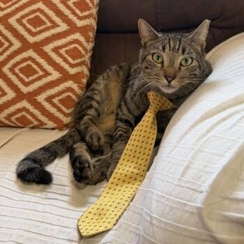 Pepper -  Tabby Cat Available for Adoption in Coral Gables, Florida - Pepper | PetCurious