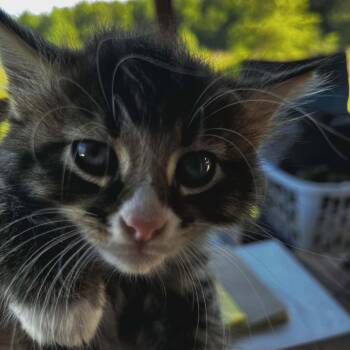 Henry -  Domestic Short Hair Cat for Adoption in Wadena, Minnesota - Henry | PetCurious