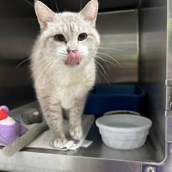 Rescue Siamese Cats for Adoption in La Grange Park, Illinois - Cheyenne | PetCurious