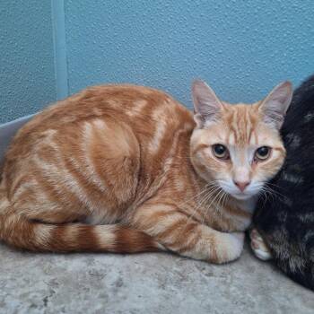 Domestic Short Hair Cats Available for Adoption in Attica, New York - Tyler | PetCurious