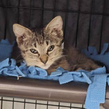 Raine -  Domestic Short Hair Cat for Adoption in Falls Church, Virginia - Raine | PetCurious