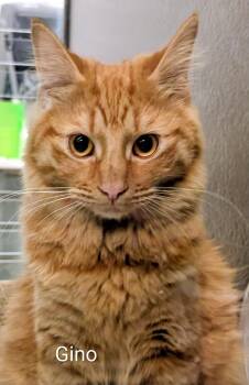 Domestic Medium Hair Cats Available for Adoption in Colfax, Iowa - Gino | PetCurious