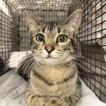 Domestic Short Hair Cats Available for Adoption in Midland, Texas - Lil Bit | PetCurious