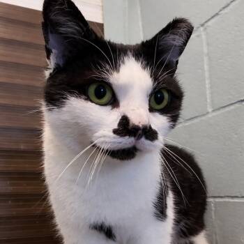 Domestic Short Hair Cats Available for Adoption - Lady Chaplin | PetCurious