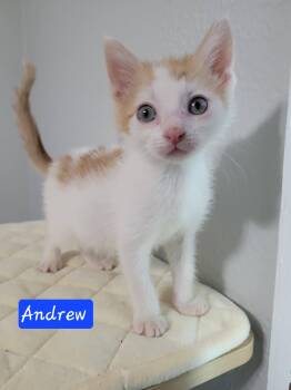 Andrew -  Domestic Short Hair Cat for Adoption in Laplace, Louisiana - Andrew | PetCurious
