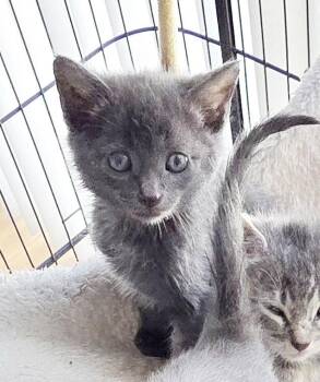 Russian Blue and Domestic Short Hair Cats Available for Adoption - Kesha | PetCurious
