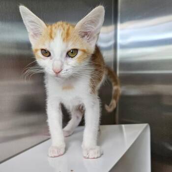 Domestic Short Hair Cats Available for Adoption in Los Angeles, California - Yellow Apple | PetCurious