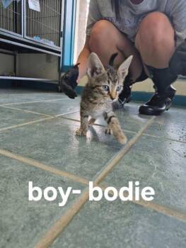 Bodie -  Domestic Short Hair Cat for Adoption in Shelby County, Texas - Bodie | PetCurious