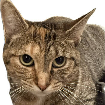 Rescue Domestic Short Hair Cats for Adoption in Eaton Rapids, Michigan - Princess C Tucky 55192 | PetCurious