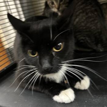 LILY -  Domestic Short Hair Cat for Adoption in Richmond, California - LILY | PetCurious