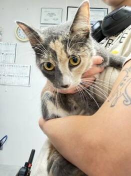 Octavia -  Domestic Short Hair Cat for Adoption in South Bend, Indiana - Octavia | PetCurious