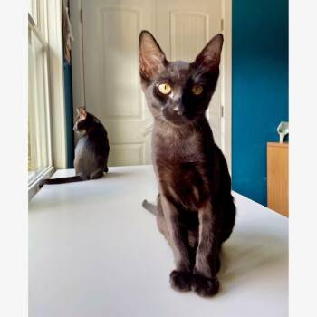 Key Lime -  Domestic Short Hair Cat for Adoption in Tulsa, Oklahoma - Key Lime | PetCurious