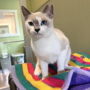 SALLY RIDE -  Siamese and Domestic Short Hair Cat for Adoption in Kyle, Texas - SALLY RIDE | PetCurious