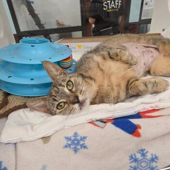 Domestic Short Hair Cats Available for Adoption in West Palm Beach, Florida - Miss Pretty | PetCurious