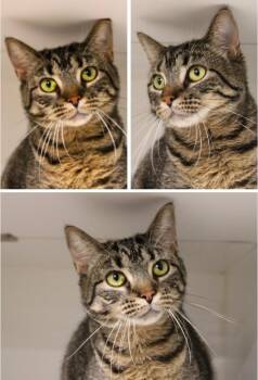 Domestic Short Hair Cats Available for Adoption in Pierceton, Indiana - Maleficient | PetCurious