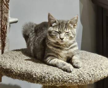 Sila(Stoney), Willow Grove, (FCID 08/11/2026-120) -  Domestic Short Hair Cat for Adoption in Greenville, Delaware - Sila(Stoney), Willow Grove, (FCID 08/11/2026-120) | PetCurious