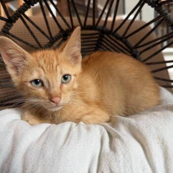 Alfredo -  Domestic Short Hair Cat for Adoption in Lewisville, Texas - Alfredo | PetCurious