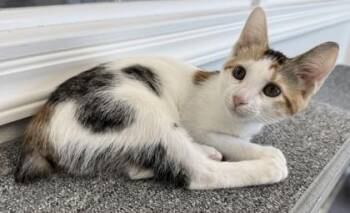 Miss Prissy -  Domestic Short Hair Cat for Adoption in Venice, Florida - Miss Prissy | PetCurious