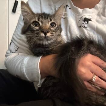 Pocket Lint -  Domestic Long Hair Cat for Adoption in Johnstown, Pennsylvania - Pocket Lint | PetCurious
