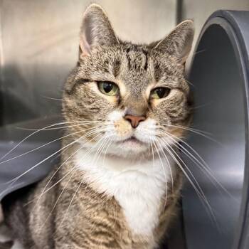 Nyx -  Domestic Short Hair Cat for Adoption in Chicago, Illinois - Nyx | PetCurious