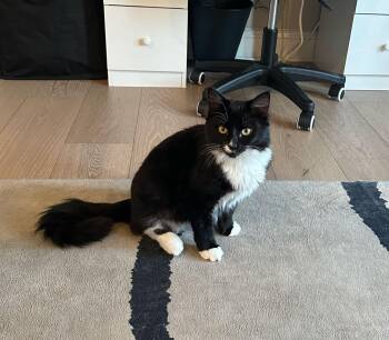 Domestic Short Hair Cats Available for Adoption - Godric | PetCurious