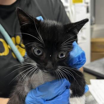 Panettiere -  Domestic Short Hair Cat for Adoption in Summerville, South Carolina - Panettiere | PetCurious