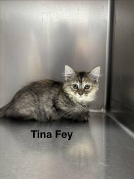 SNL KITTENS - FIVE ADOPTABLES -- MEET US AT VET MED CENTER -  Domestic Medium Hair Cat for Adoption in Alpharetta, Georgia - SNL KITTENS - FIVE ADOPTABLES -- MEET US AT VET MED CENTER | PetCurious