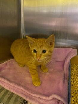 Domestic Short Hair Cats Available for Adoption in Jackson, Tennessee - Bean Stalk | PetCurious