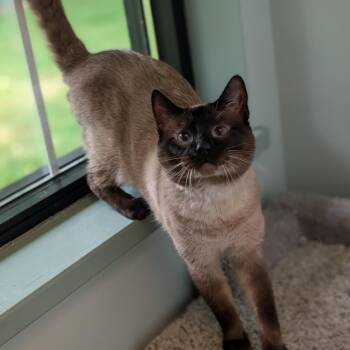 QB -  Siamese Cat for Adoption in Toledo, Ohio - QB | PetCurious