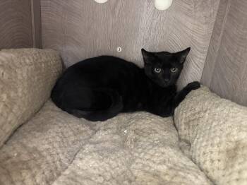 Rescue Domestic Short Hair Cats for Adoption in East Northport, New York - Garfield | PetCurious