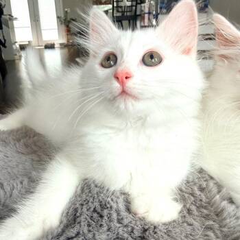 Domestic Medium Hair Cats Available for Adoption in Park Row, Texas - Alberta | PetCurious