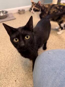 Bat -  Domestic Short Hair Cat for Adoption in Harbor Springs, Michigan - Bat | PetCurious