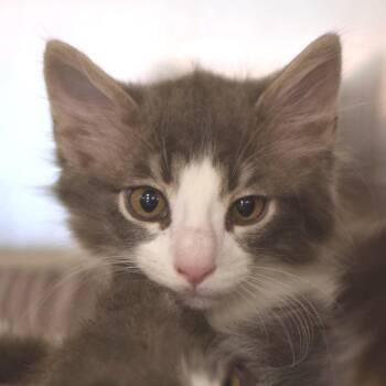 Furball -  Domestic Medium Hair Cat for Adoption in Belleville, Illinois - Furball | PetCurious