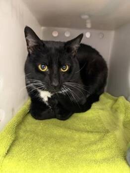 Link -  Domestic Short Hair Cat for Adoption in Daytona Beach, Florida - Link | PetCurious