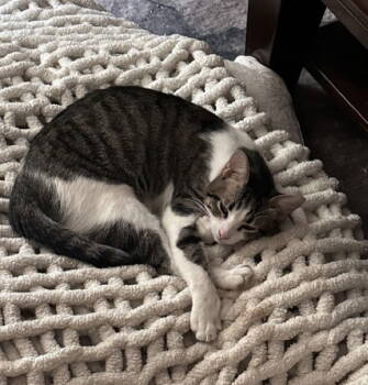 Rescue Domestic Short Hair Cats for Adoption in Montgomery, Texas - Sweety | PetCurious