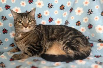 Tiger the Handsome Tabby -  Tabby and Domestic Short Hair Cat Available for Adoption in Oviedo, Florida - Tiger The Handsome Tabby | PetCurious