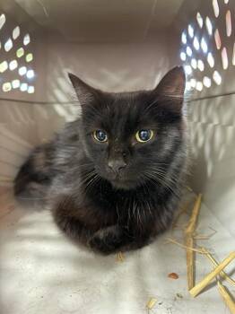 GAZPACHO -  Domestic Short Hair Cat for Adoption in Louisville, Kentucky - GAZPACHO | PetCurious