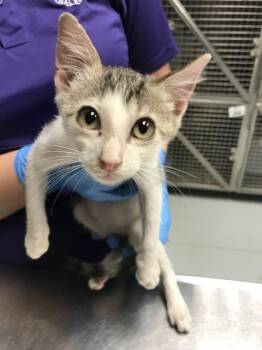 Rescue Domestic Short Hair Cats for Adoption in Conroe, Texas - DAVID DAY | PetCurious