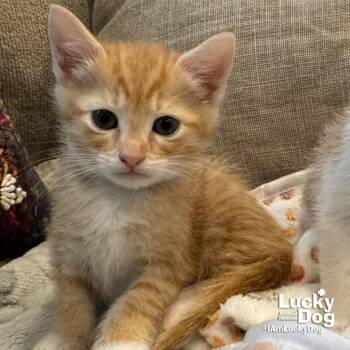 Domestic Short Hair Cats Available for Adoption in Washington, District Of Columbia - Kelly | PetCurious
