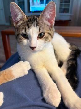 Bao Bun -  Tabby and Domestic Short Hair Cat for Adoption in Columbia, South Carolina - Bao Bun | PetCurious