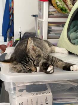 Fox -  Domestic Short Hair Cat for Adoption in St. Cloud, Minnesota - Fox | PetCurious
