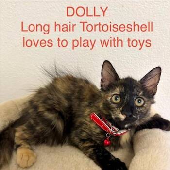 Dolly -  Domestic Short Hair Cat for Adoption in Webster, Texas - Dolly | PetCurious