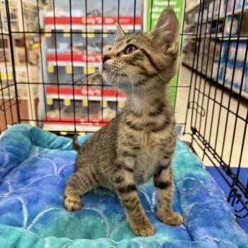 Tyke -  Tabby and Domestic Short Hair Cat for Adoption in Knoxville, Tennessee - Tyke | PetCurious
