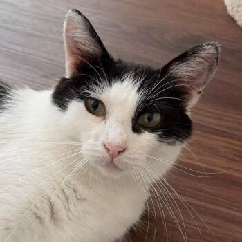 Rosemary -  Domestic Short Hair Cat for Adoption in Naperville, Illinois - Rosemary | PetCurious