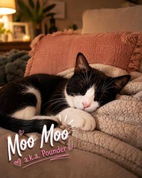 Moo Moo -  Domestic Short Hair and Tuxedo Cat for Adoption in St. Augustine, Florida - Moo Moo | PetCurious