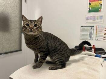 Domestic Short Hair Cats Available for Adoption in Kansas City, Missouri - Patron | PetCurious