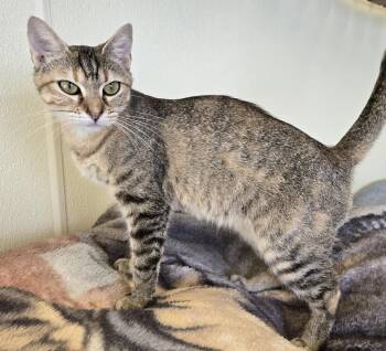 Rescue Domestic Short Hair Cats for Adoption in Larned, Kansas - Nala | PetCurious