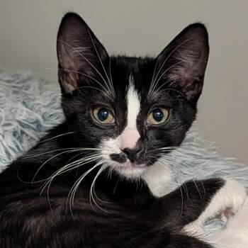 Indigo -  Domestic Short Hair Cat for Adoption in Hawthorne, California - Indigo | PetCurious