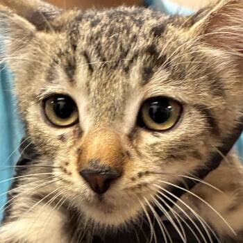 Wrecker -  Domestic Medium Hair Cat for Adoption in Yuma, Arizona - Wrecker | PetCurious